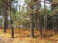 foret_bosquet_200x432